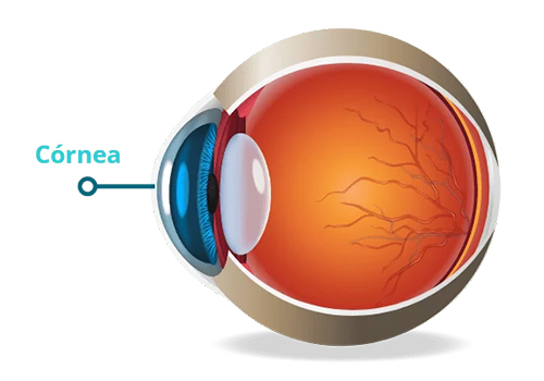 Córnea y Superficie ocular
